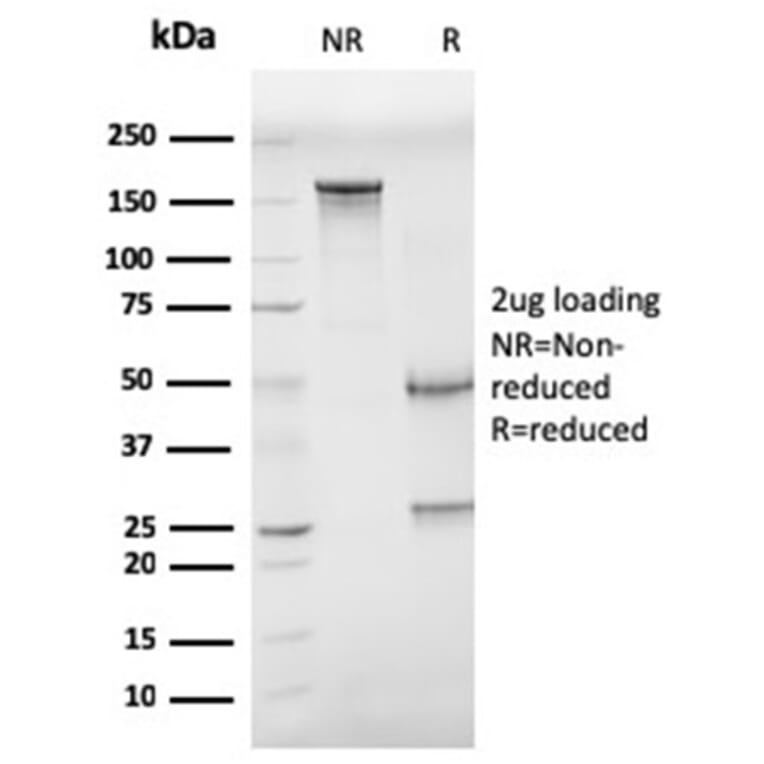 SDS-PAGE - Anti-CD68 Antibody [CD68/G2] - BSA and Azide free (A253942) - Antibodies.com