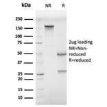 SDS-PAGE - Anti-CD68 Antibody [CD68/G2] - BSA and Azide free (A253942) - Antibodies.com