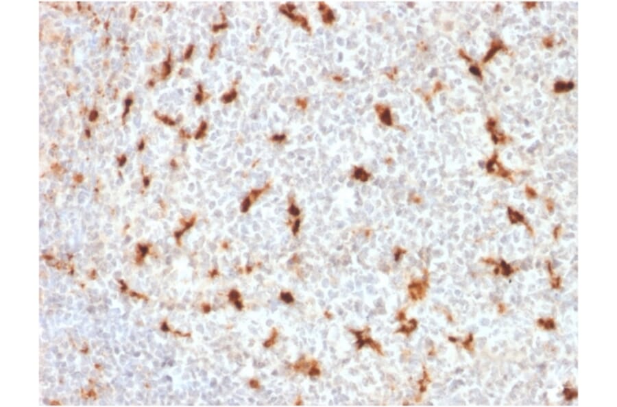 Immunohistochemistry - Anti-CD68 Antibody [LAMP4/1830] - BSA and Azide free (A253943) - Antibodies.com