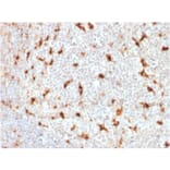 Immunohistochemistry - Anti-CD68 Antibody [LAMP4/1830] - BSA and Azide free (A253943) - Antibodies.com