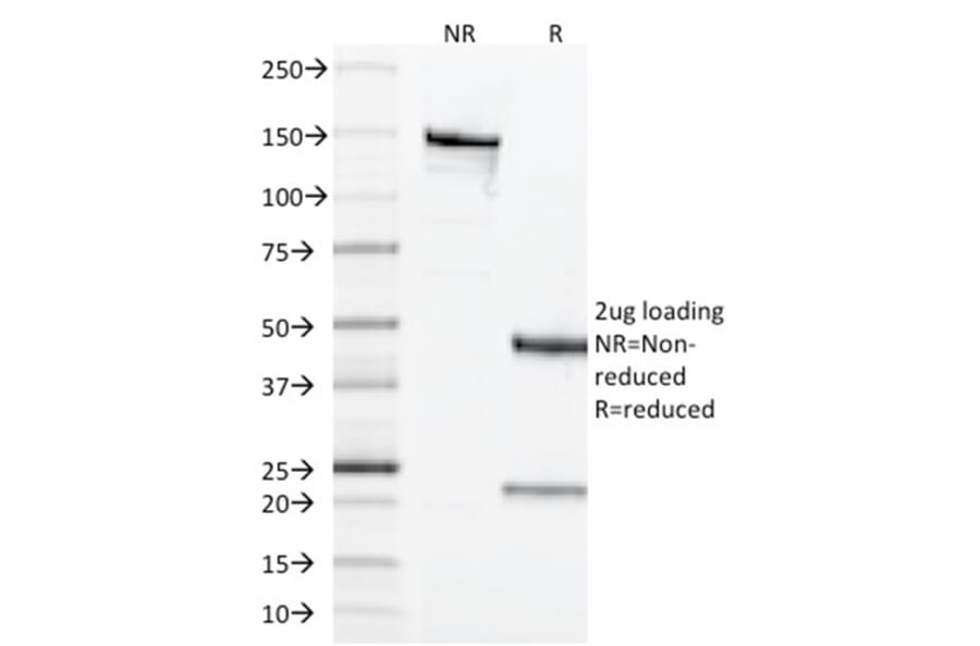 SDS-PAGE - Anti-CD68 Antibody [LAMP4/1830] - BSA and Azide free (A253943) - Antibodies.com