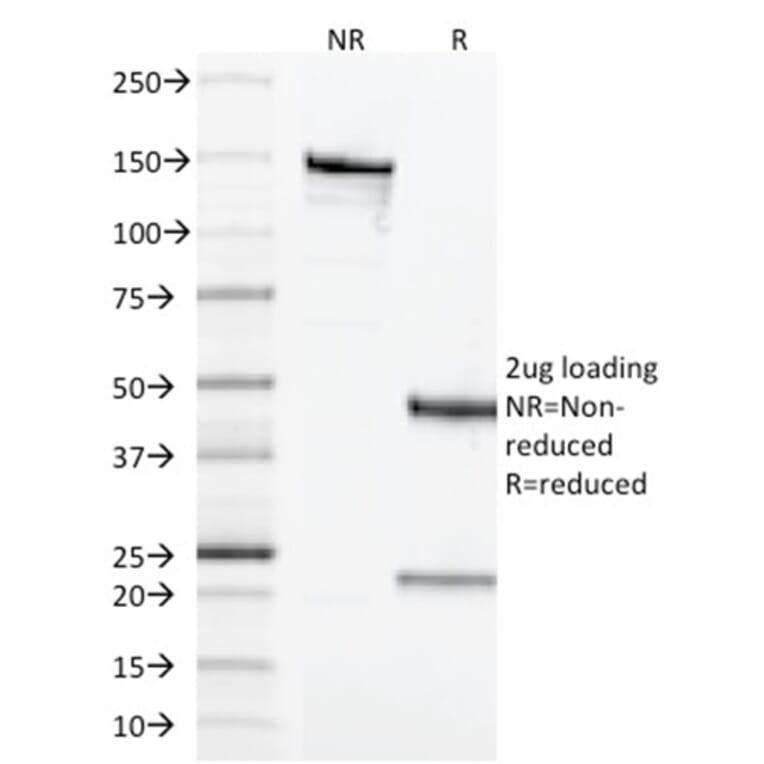 SDS-PAGE - Anti-CD68 Antibody [LAMP4/1830] - BSA and Azide free (A253943) - Antibodies.com