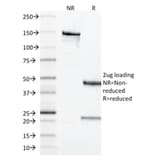 SDS-PAGE - Anti-CD68 Antibody [LAMP4/1830] - BSA and Azide free (A253943) - Antibodies.com
