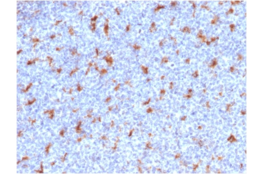 Immunohistochemistry - Anti-CD68 Antibody [C68/2501] - BSA and Azide free (A253944) - Antibodies.com