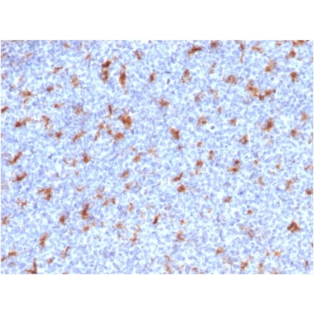 Immunohistochemistry - Anti-CD68 Antibody [C68/2501] - BSA and Azide free (A253944) - Antibodies.com