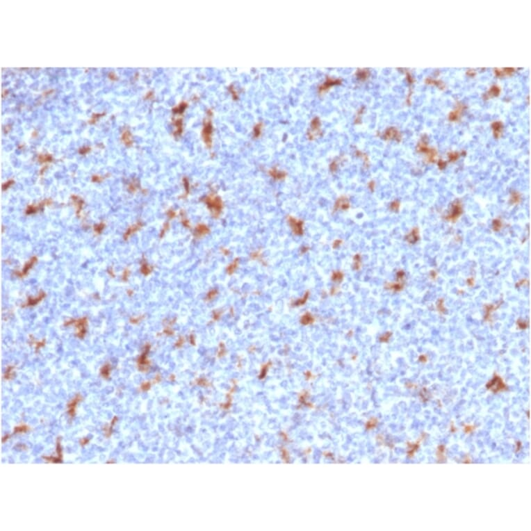 Immunohistochemistry - Anti-CD68 Antibody [C68/2501] - BSA and Azide free (A253944) - Antibodies.com