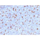 Immunohistochemistry - Anti-CD68 Antibody [C68/2501] - BSA and Azide free (A253944) - Antibodies.com
