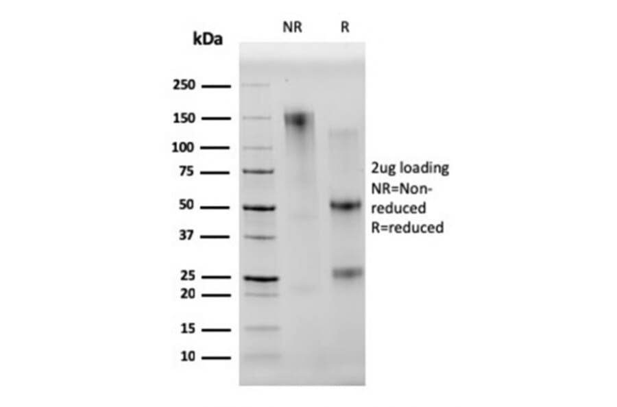 SDS-PAGE - Anti-CD68 Antibody [C68/2501] - BSA and Azide free (A253944) - Antibodies.com