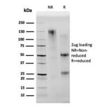 SDS-PAGE - Anti-CD68 Antibody [C68/2501] - BSA and Azide free (A253944) - Antibodies.com