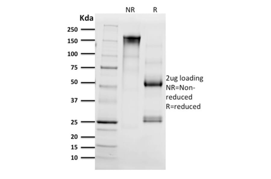 SDS-PAGE - Anti-CD68 Antibody [C68/2511] - BSA and Azide free (A253945) - Antibodies.com