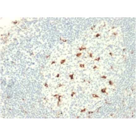 Immunohistochemistry - Anti-CD68 Antibody [C68/2709] - BSA and Azide free (A253946) - Antibodies.com
