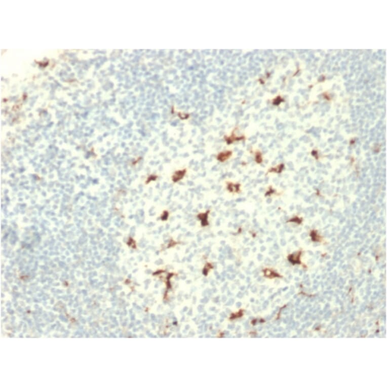 Immunohistochemistry - Anti-CD68 Antibody [C68/2709] - BSA and Azide free (A253946) - Antibodies.com