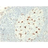 Immunohistochemistry - Anti-CD68 Antibody [C68/2709] - BSA and Azide free (A253946) - Antibodies.com