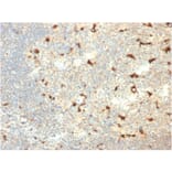 Immunohistochemistry - Anti-CD68 Antibody [C68/2709] - BSA and Azide free (A253946) - Antibodies.com
