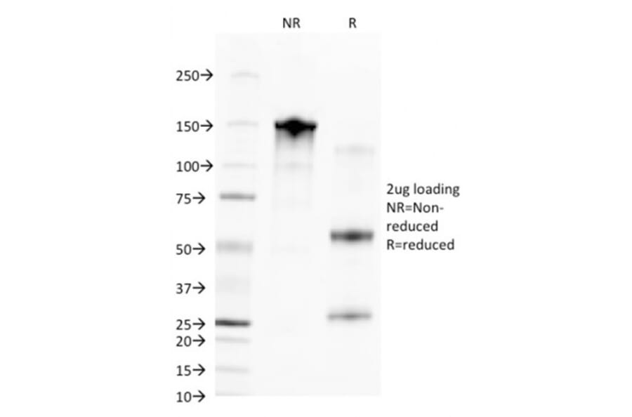 SDS-PAGE - Anti-CD68 Antibody [C68/2709] - BSA and Azide free (A253946) - Antibodies.com