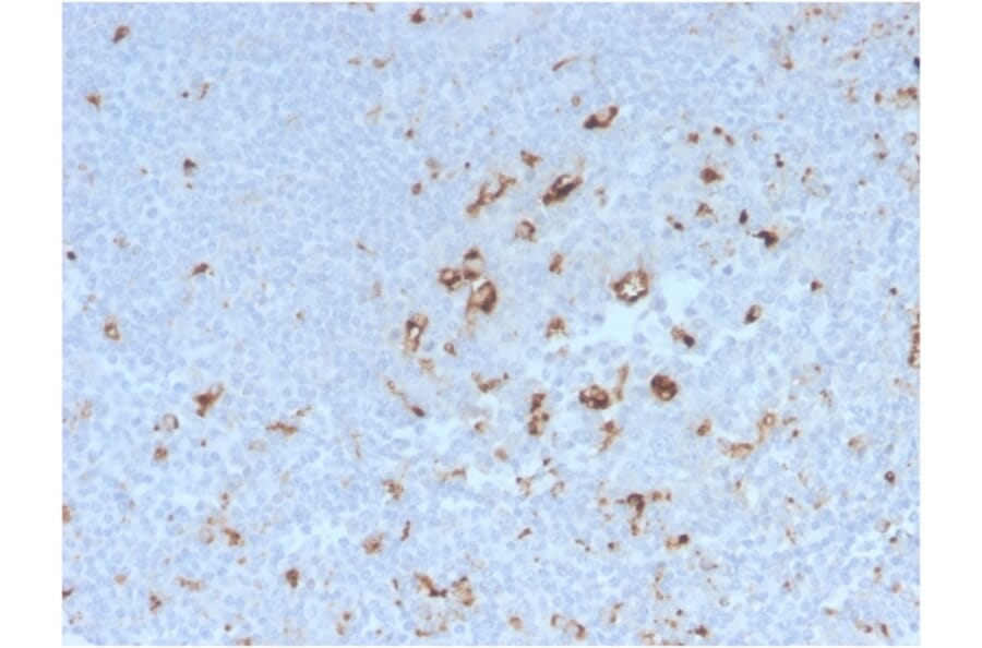 Immunohistochemistry - Anti-CD68 Antibody [C68/2908R] - BSA and Azide free (A253946) - Antibodies.com