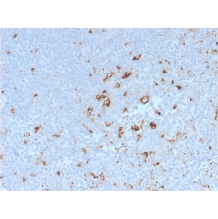 Immunohistochemistry - Anti-CD68 Antibody [C68/2908R] - BSA and Azide free (A253946) - Antibodies.com