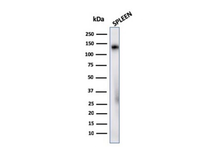 Western Blot - Anti-CD68 Antibody [C68/2908R] - BSA and Azide free (A253947) - Antibodies.com