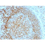 Immunohistochemistry - Anti-CD74 Antibody [LN-2] - BSA and Azide free (A253951) - Antibodies.com