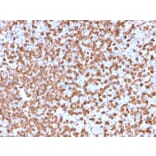 Immunohistochemistry - Anti-CD74 Antibody [LN-2] - BSA and Azide free (A253951) - Antibodies.com