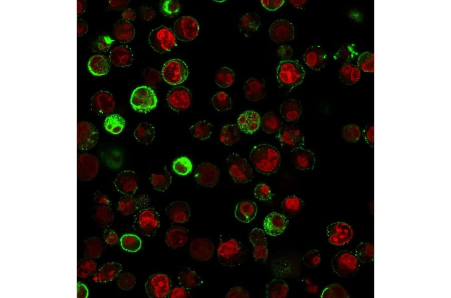 Immunofluorescence - Anti-CD74 Antibody [SPM523] - BSA and Azide free (A253952) - Antibodies.com