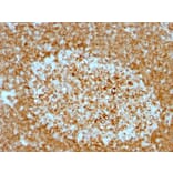Immunohistochemistry - Anti-CD74 Antibody [LN-2 + CLIP/813] - BSA and Azide free (A253956) - Antibodies.com