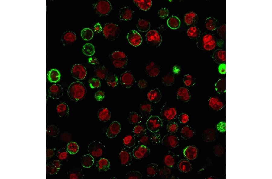 Immunofluorescence - Anti-CD74 Antibody [LN-2 + CLIP/813] - BSA and Azide free (A253956) - Antibodies.com