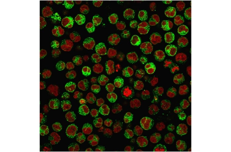 Immunofluorescence - Anti-CD79a Antibody [rIGA/764] - BSA and Azide free (A253959) - Antibodies.com