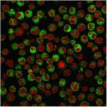 Immunofluorescence - Anti-CD79a Antibody [rIGA/764] - BSA and Azide free (A253959) - Antibodies.com