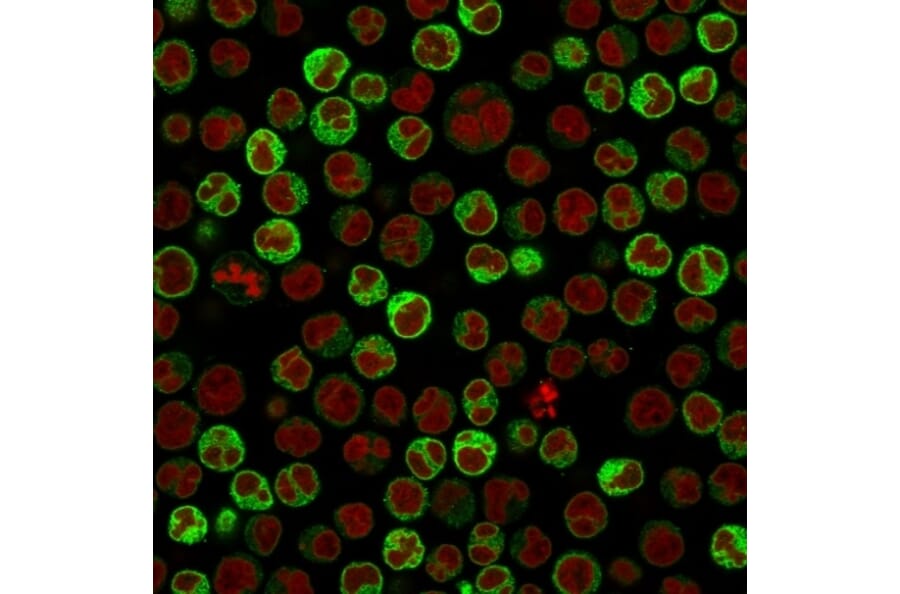 Immunofluorescence - Anti-CD79a Antibody [ZL7-4] - BSA and Azide free (A253960) - Antibodies.com