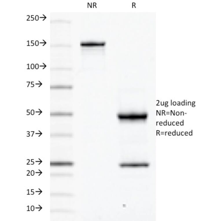 SDS-PAGE - Anti-CD79a Antibody [JCB117] - BSA and Azide free (A253961) - Antibodies.com