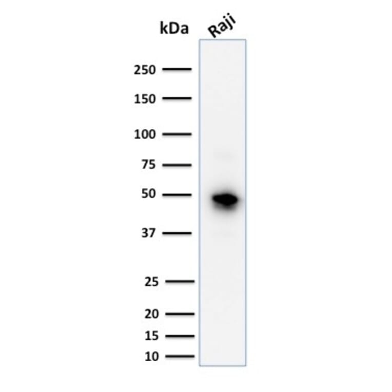 Western Blot - Anti-CD79a Antibody [JCB117] - BSA and Azide free (A253961) - Antibodies.com