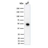 Western Blot - Anti-CD79a Antibody [JCB117] - BSA and Azide free (A253961) - Antibodies.com