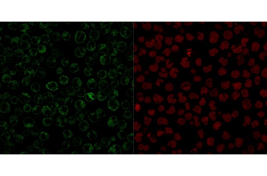Immunofluorescence - Anti-CD79a Antibody [JCB117] - BSA and Azide free (A253961) - Antibodies.com