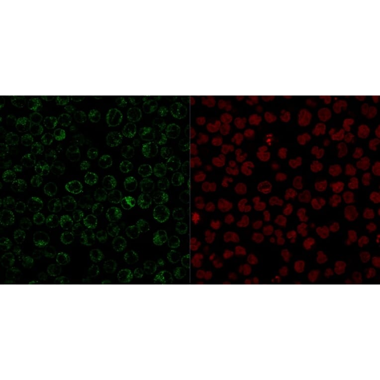 Immunofluorescence - Anti-CD79a Antibody [JCB117] - BSA and Azide free (A253961) - Antibodies.com