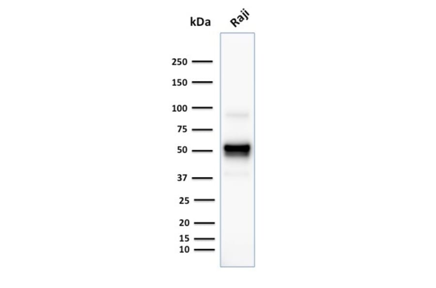 Western Blot - Anti-CD79a Antibody [SPM549] - BSA and Azide free (A253962) - Antibodies.com