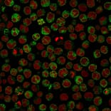 Immunofluorescence - Anti-CD79a Antibody [HM47/A9] - BSA and Azide free (A253963) - Antibodies.com