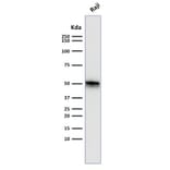 Western Blot - Anti-CD79a Antibody [SPM550] - BSA and Azide free (A253964) - Antibodies.com
