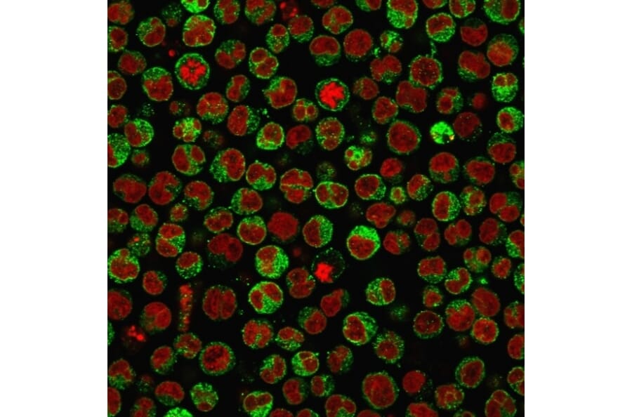 Immunofluorescence - Anti-CD79a Antibody [SPM550] - BSA and Azide free (A253963) - Antibodies.com
