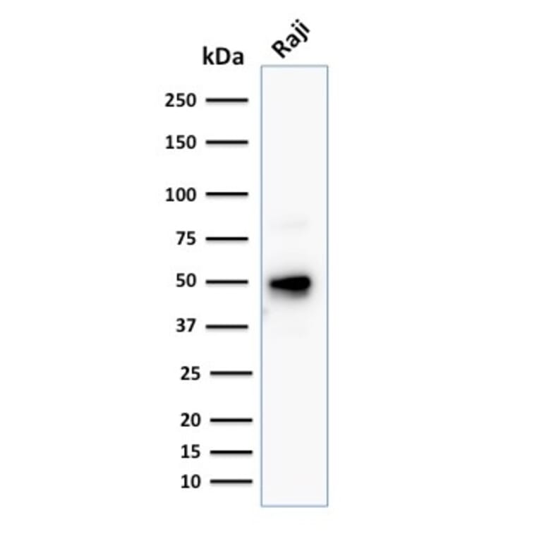 Western Blot - Anti-CD79a Antibody [JCB117 + HM47/A9] - BSA and Azide free (A253965) - Antibodies.com