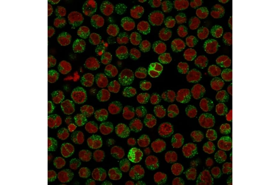 Immunofluorescence - Anti-CD79a Antibody [IGA/515] - BSA and Azide free (A253966) - Antibodies.com