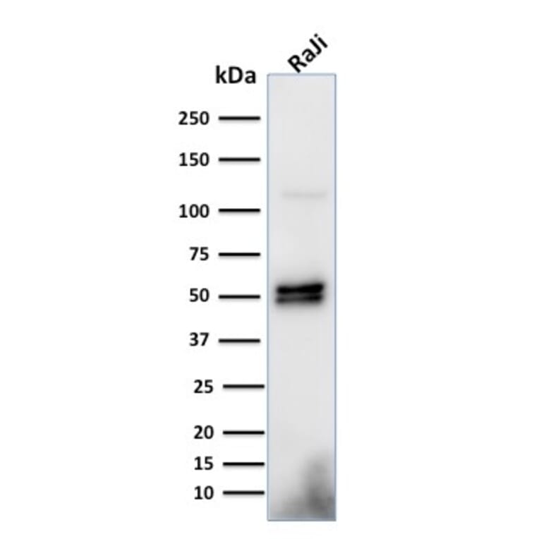 Western Blot - Anti-CD79a Antibody [HM57] - BSA and Azide free (A253969) - Antibodies.com