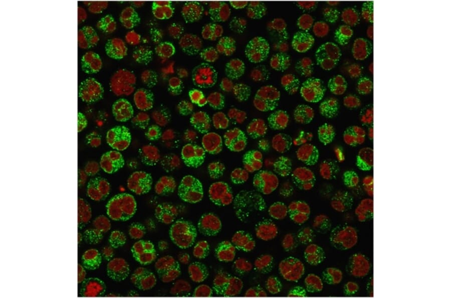 Immunofluorescence - Anti-CD79a Antibody [IGA/1790R] - BSA and Azide free (A253970) - Antibodies.com