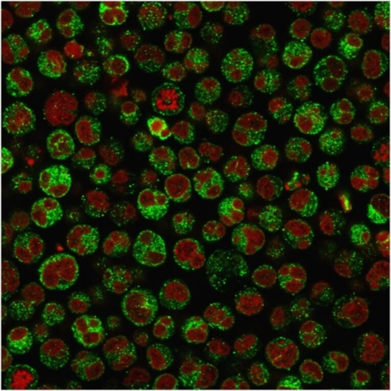 Immunofluorescence - Anti-CD79a Antibody [IGA/1790R] - BSA and Azide free (A253970) - Antibodies.com