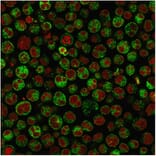 Immunofluorescence - Anti-CD79a Antibody [IGA/1790R] - BSA and Azide free (A253970) - Antibodies.com