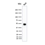 Western Blot - Anti-CD79a Antibody [IGA/1688R] - BSA and Azide free (A253972) - Antibodies.com