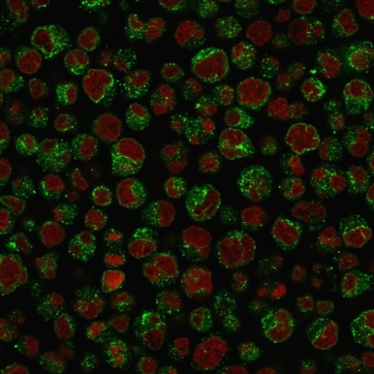 Immunofluorescence - Anti-CD79a Antibody [IGA/1688R] - BSA and Azide free (A253972) - Antibodies.com