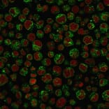 Immunofluorescence - Anti-CD79a Antibody [IGA/1688R] - BSA and Azide free (A253972) - Antibodies.com