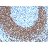 Immunohistochemistry - Anti-CD79b Antibody [IGB/1842] - BSA and Azide free (A253973) - Antibodies.com