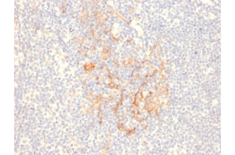 Immunohistochemistry - Anti-CD79b Antibody [IGB/2555] - BSA and Azide free (A253976) - Antibodies.com